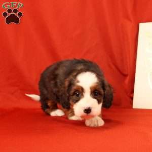Pearl, Mini Bernedoodle Puppy
